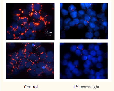 Endocytotic Activity -FluoSphereUptake